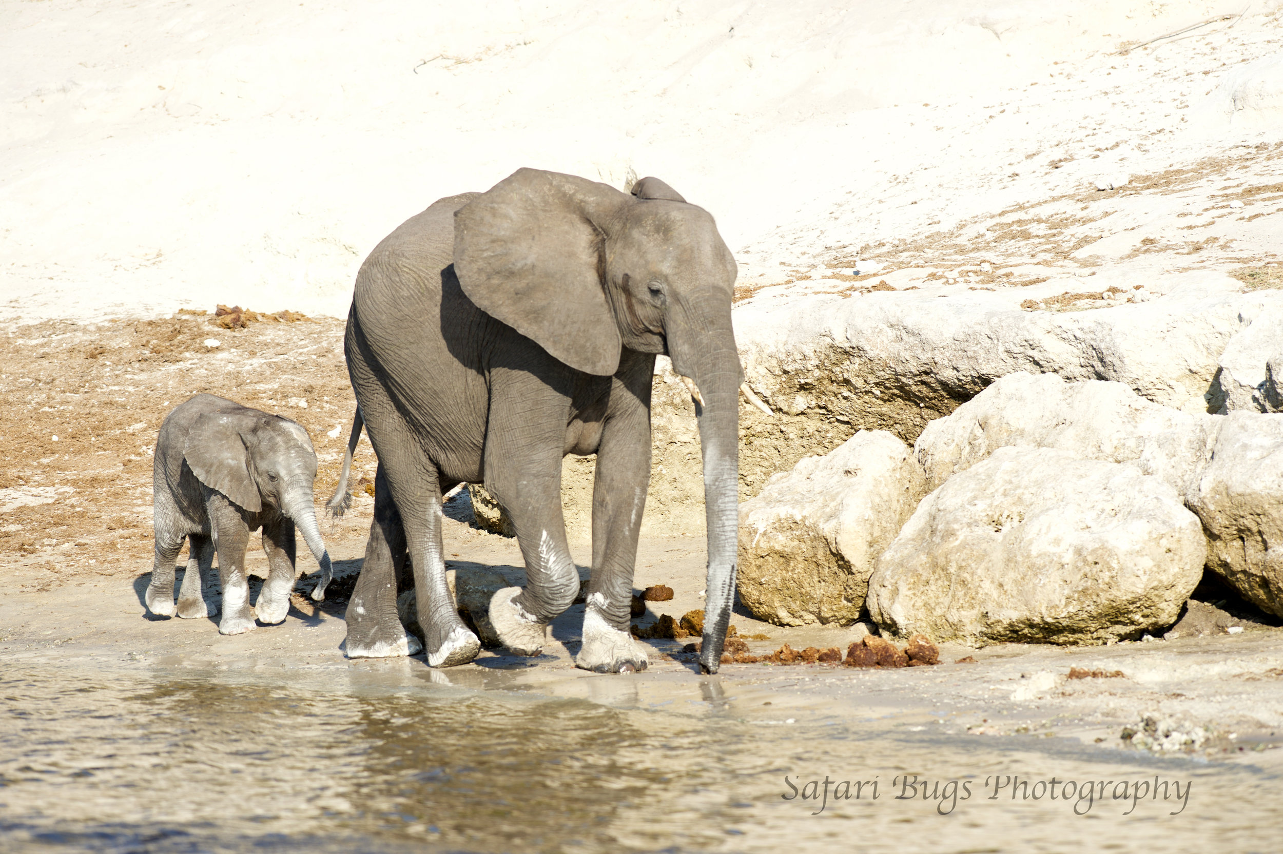 Chobe Game Lodge elephant (6).jpg