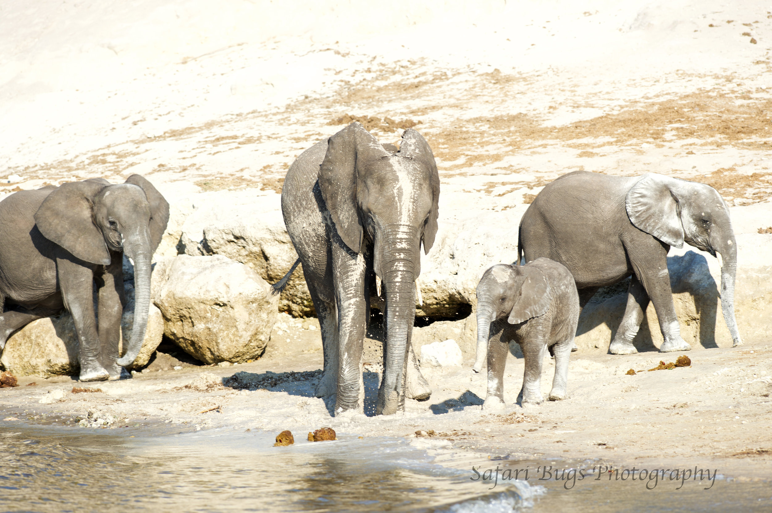 Chobe Game Lodge elephant (7).jpg
