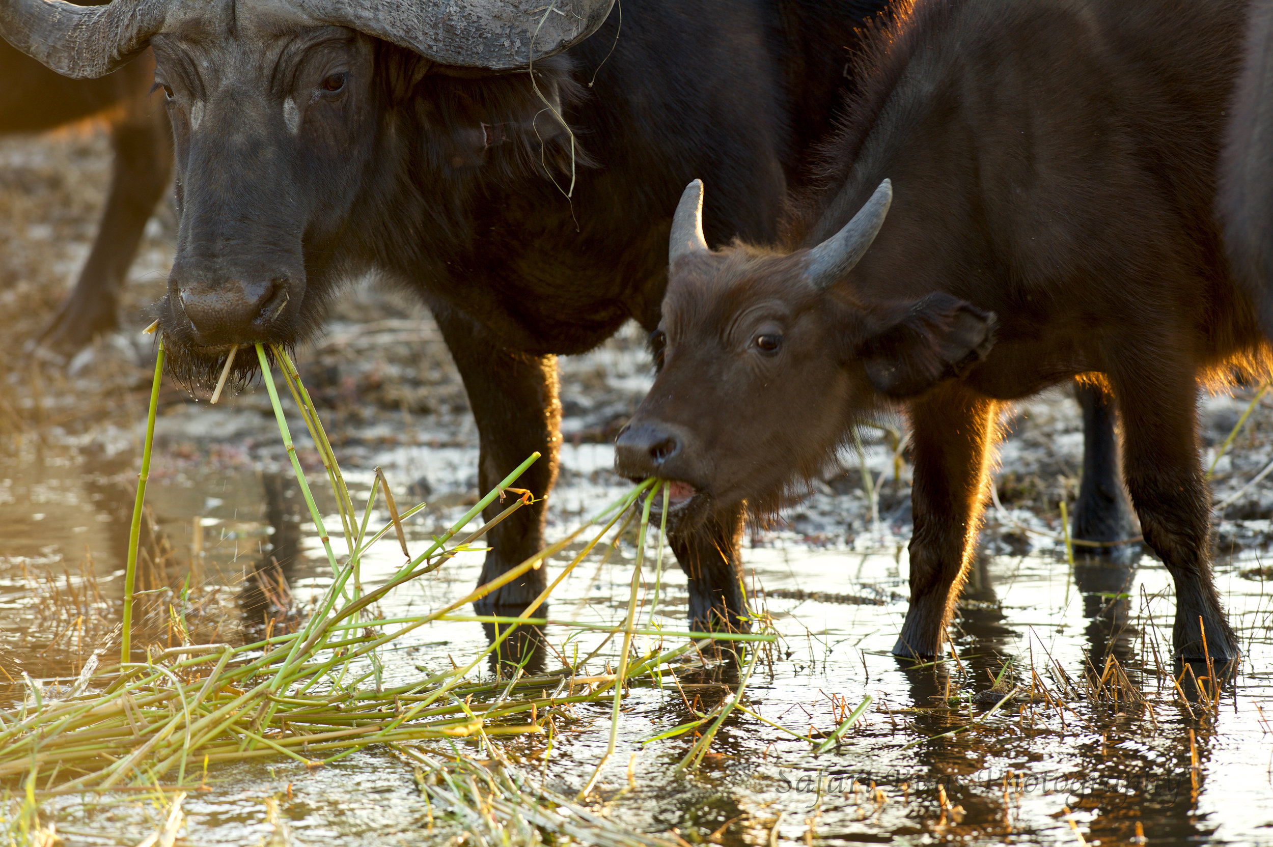 Chobe Game Lodge buffalo.jpg