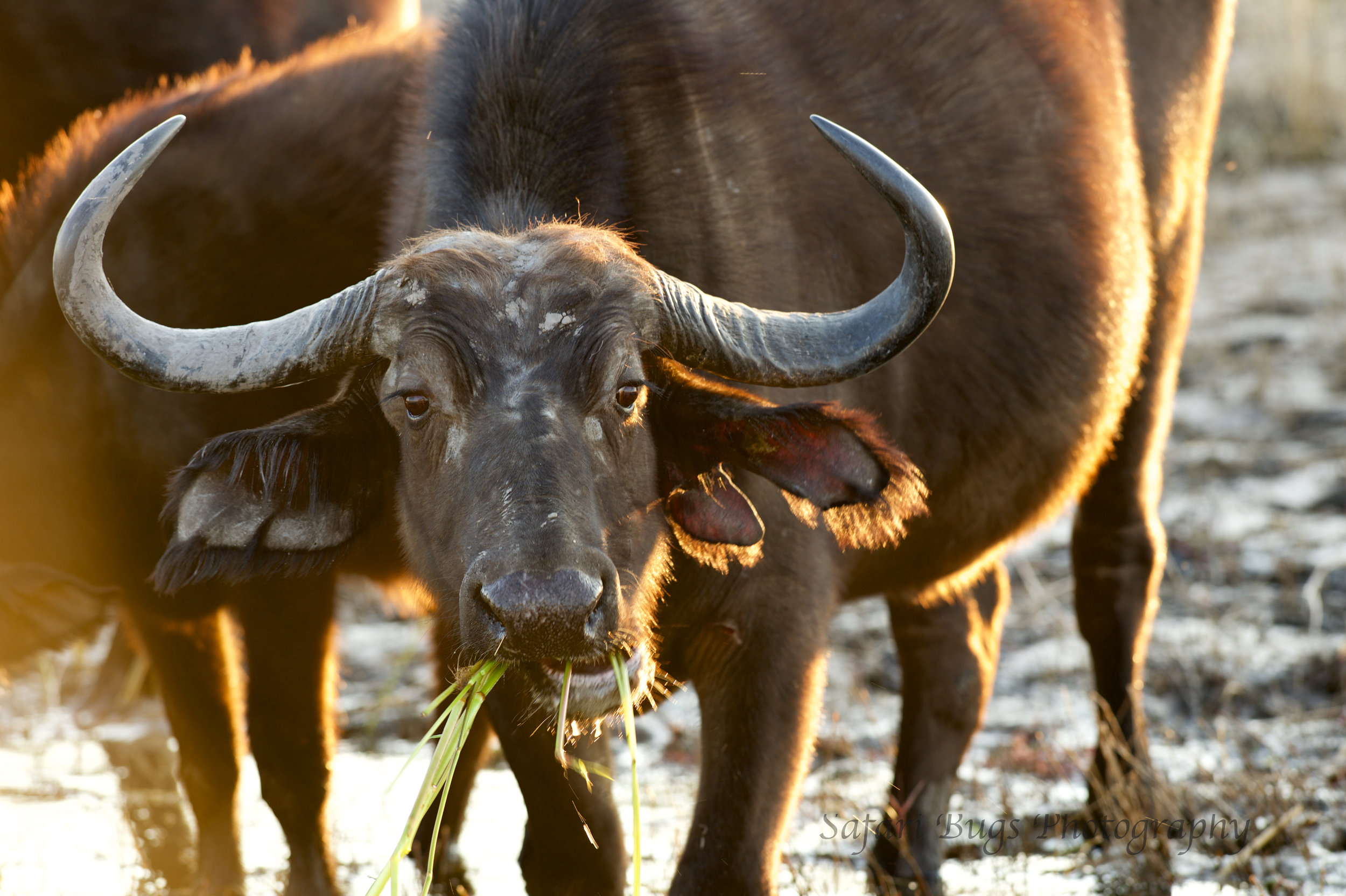 Chobe Game Lodge buffalo (1).jpg