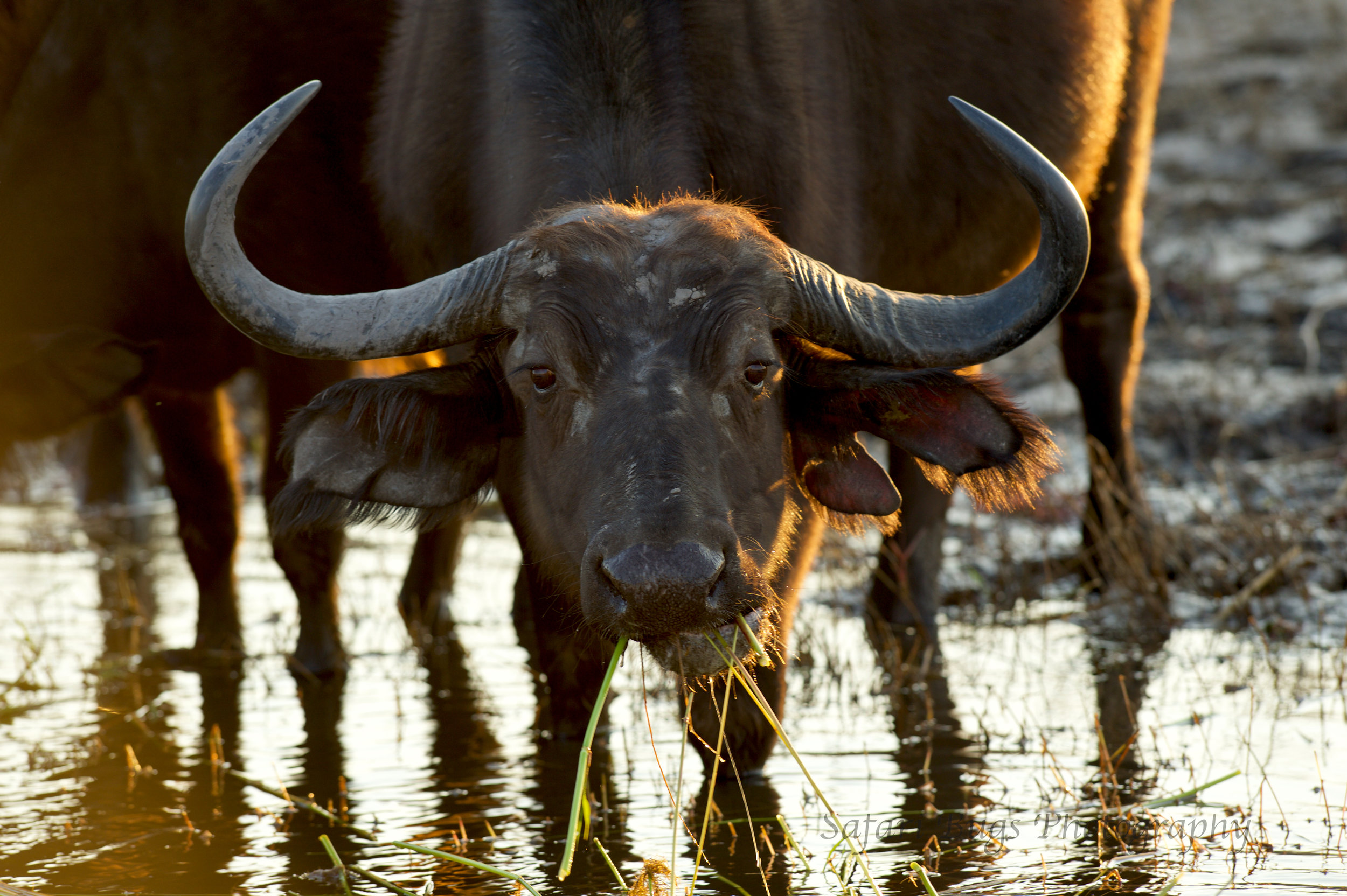 Chobe Game Lodge buffalo (3).jpg
