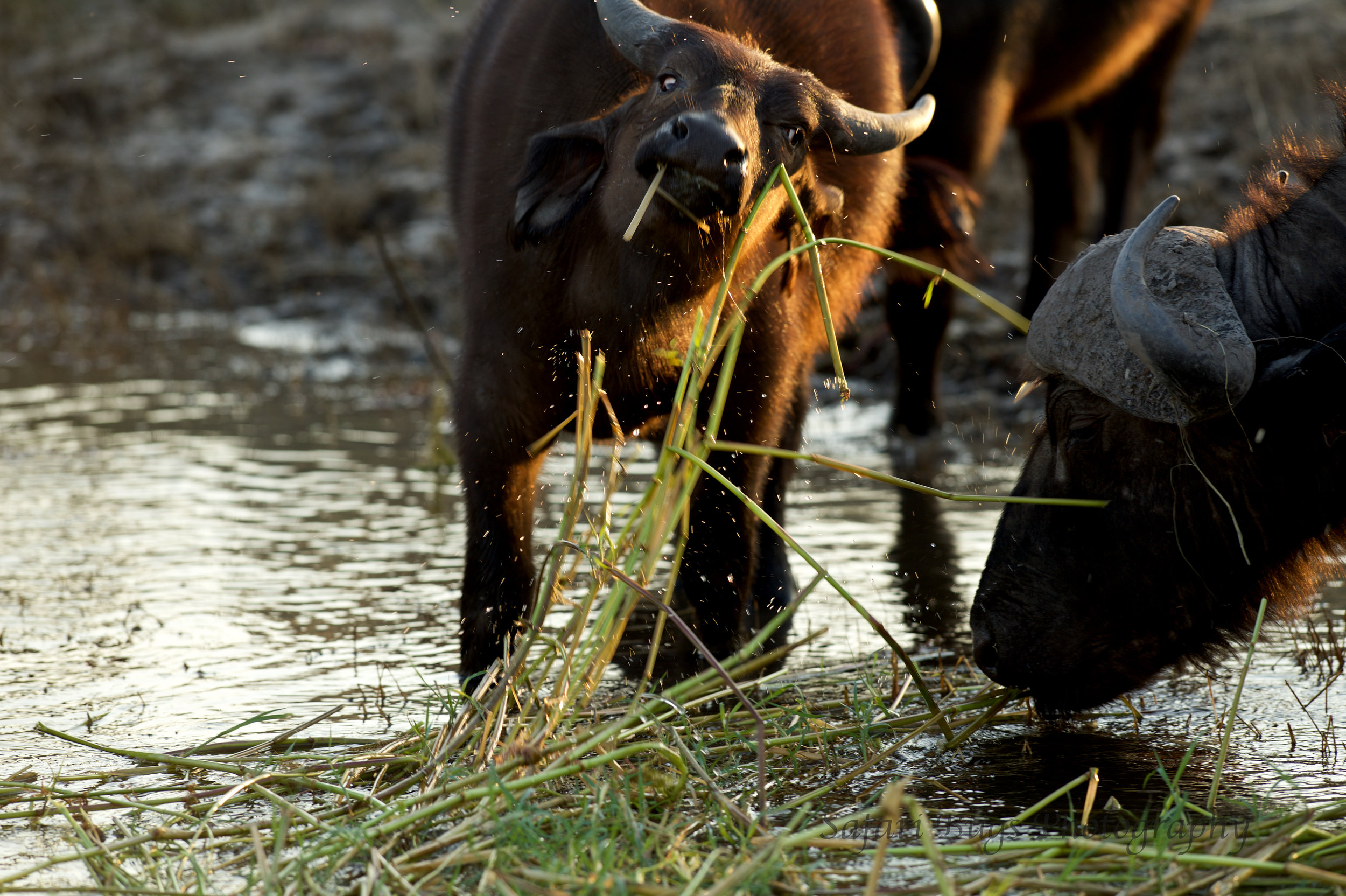 Chobe Game Lodge buffalo (4).jpg