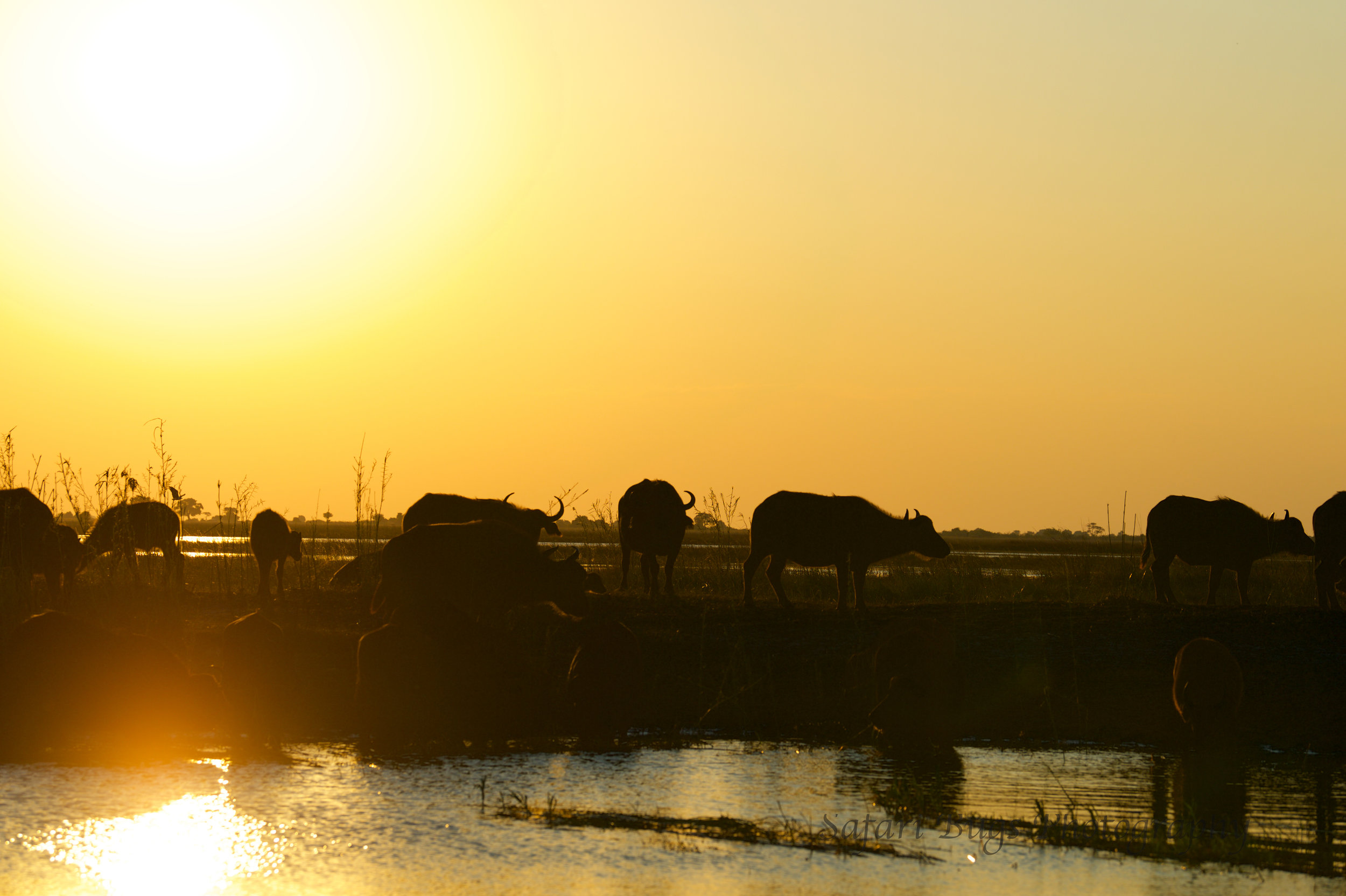 Chobe Game Lodge buffalo (6).jpg