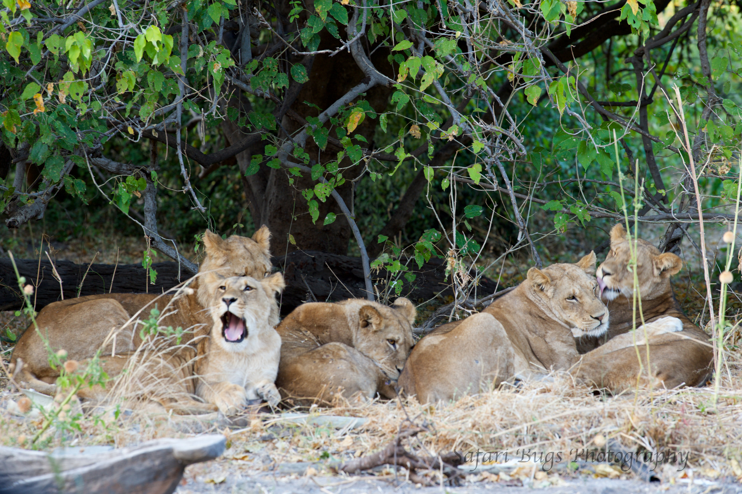 Chobe Game Lodge lion.jpg