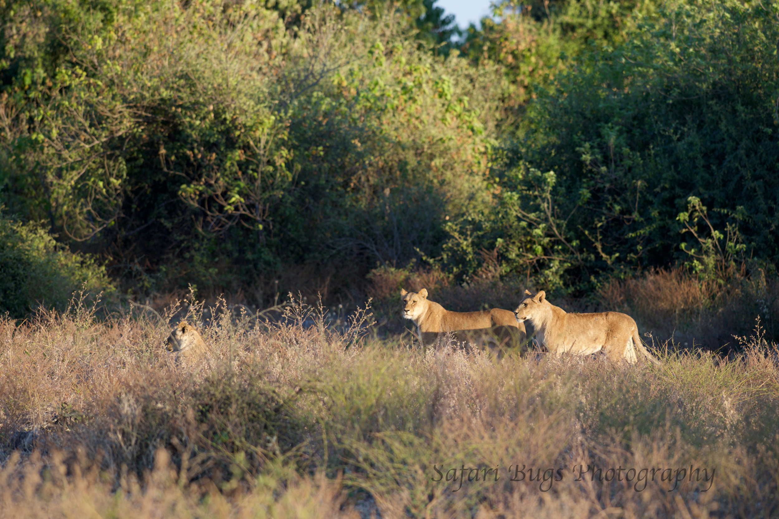 Chobe Game Lodge lion (2).jpg