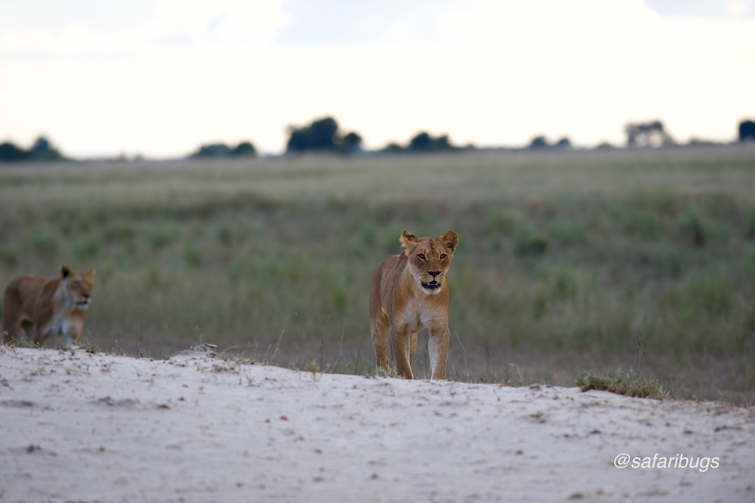 Chobe Game Lodge Lions.jpg