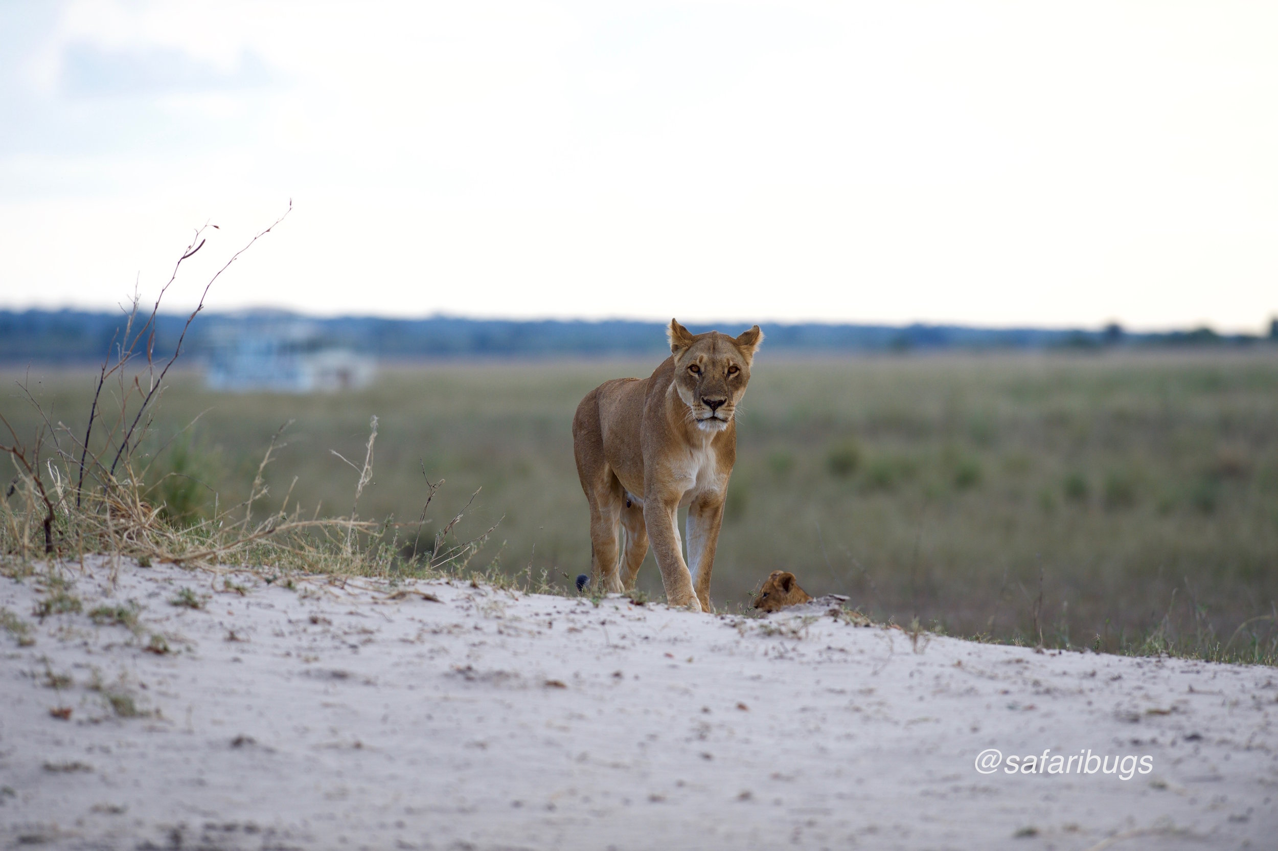 Chobe Game Lodge Lions3.jpg