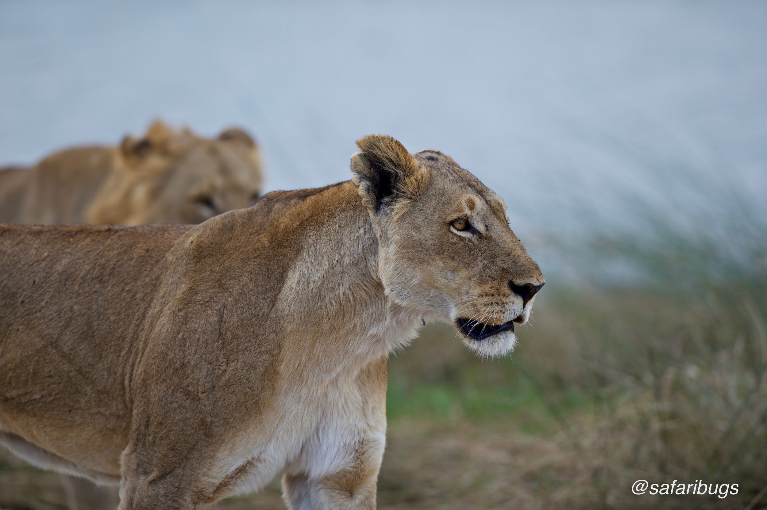 Chobe Game Lodge Lions8.jpg