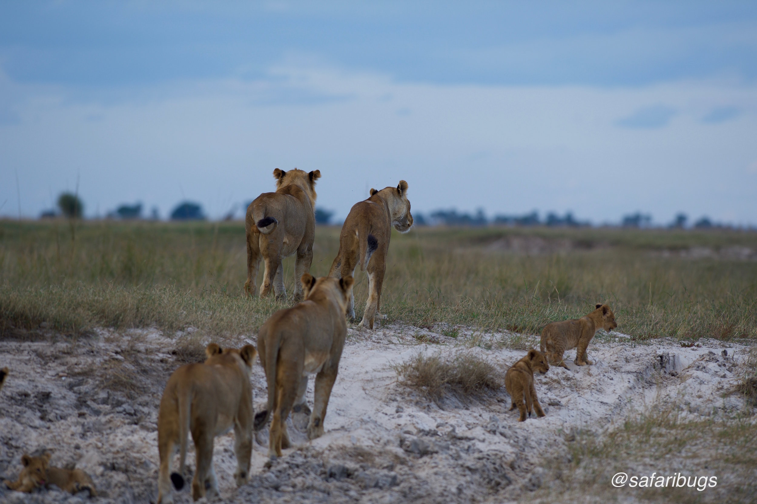 Chobe Game Lodge Lions11.jpg