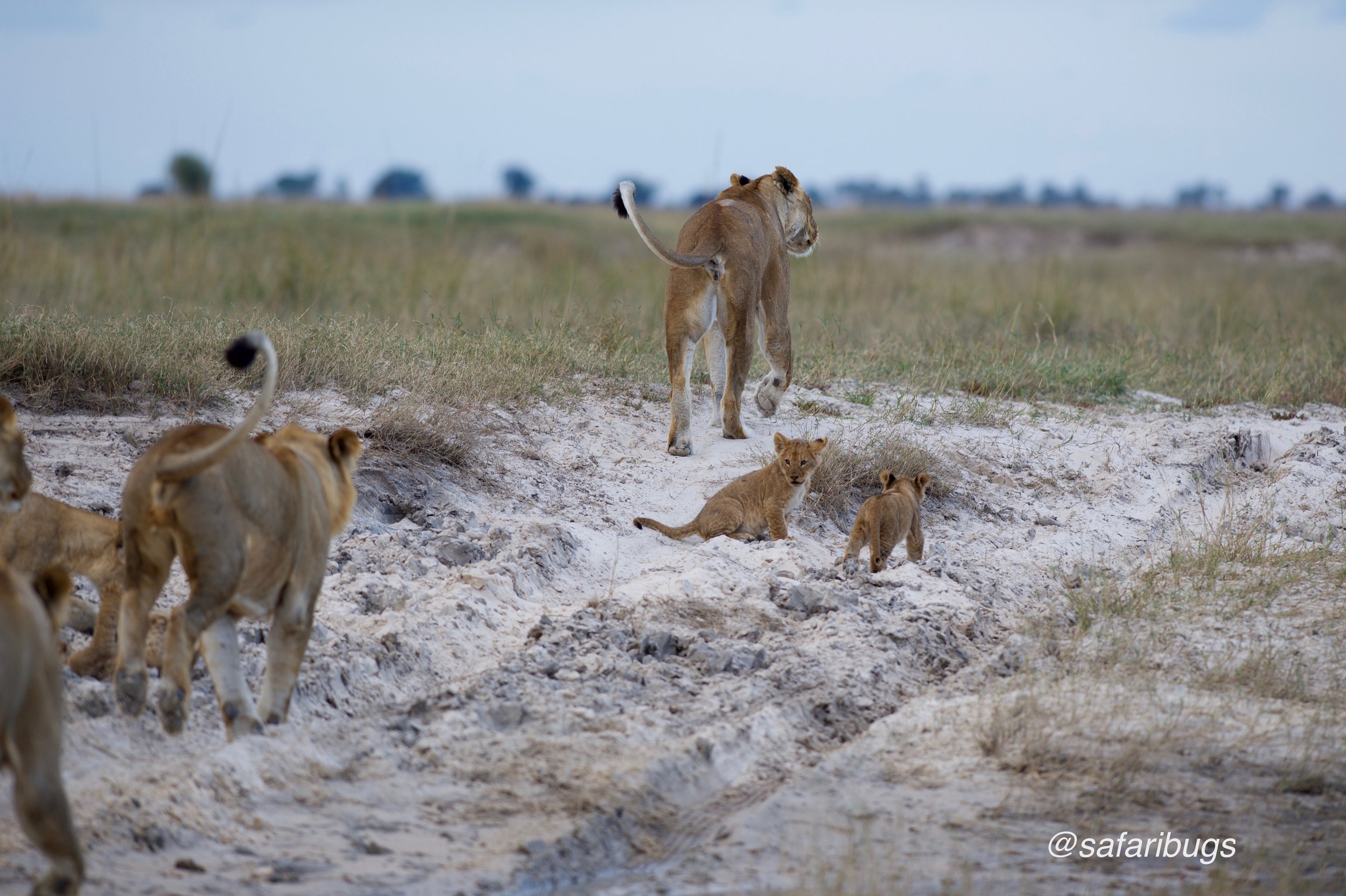 Chobe Game Lodge Lions10.jpg