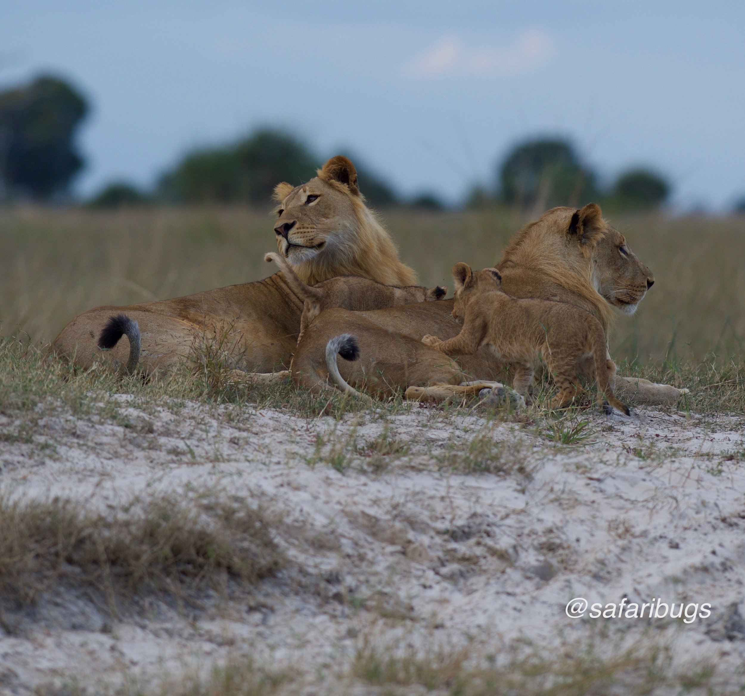 Chobe Game Lodge Lions12.jpg