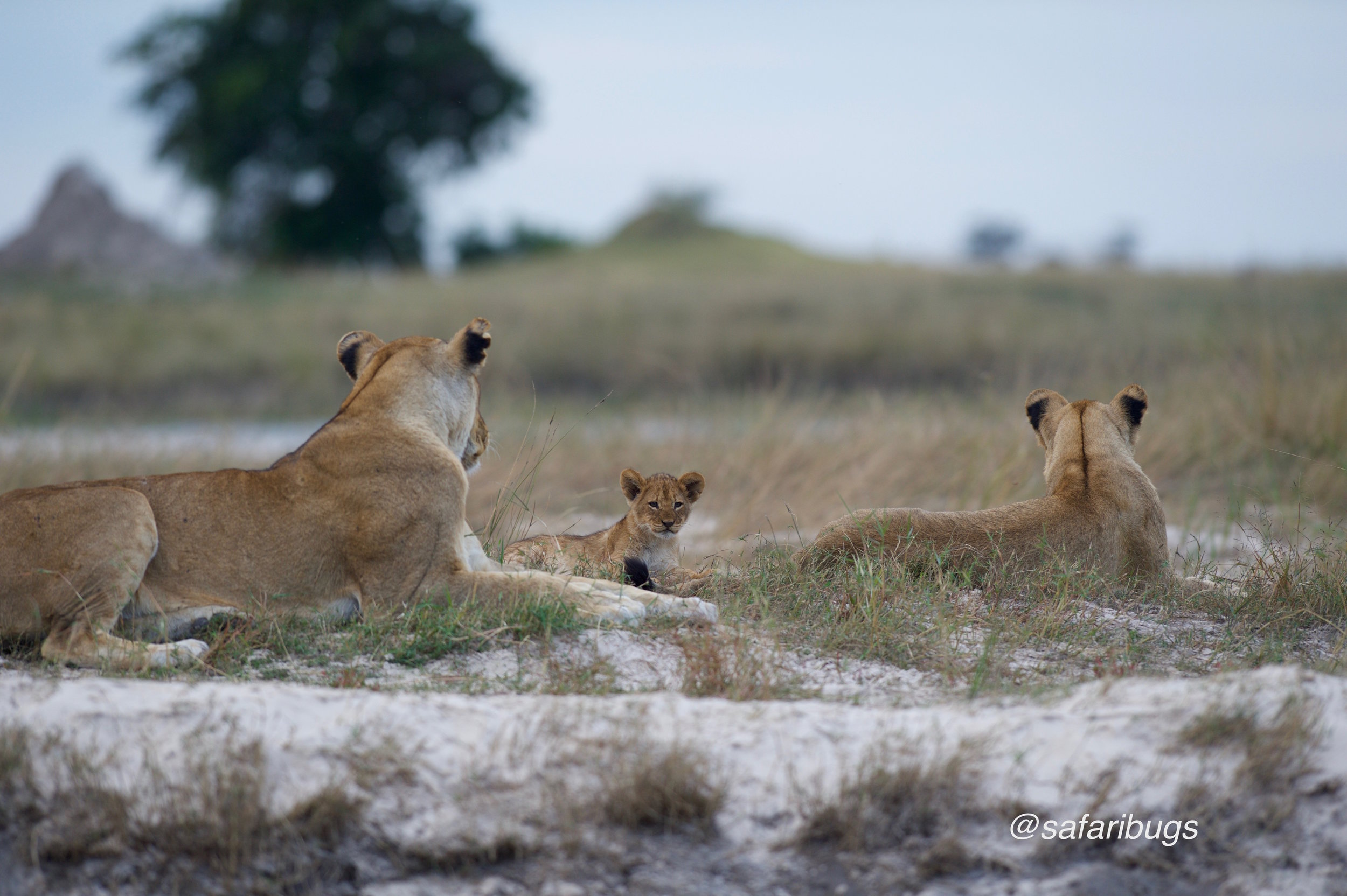 Chobe Game Lodge Lions13.jpg