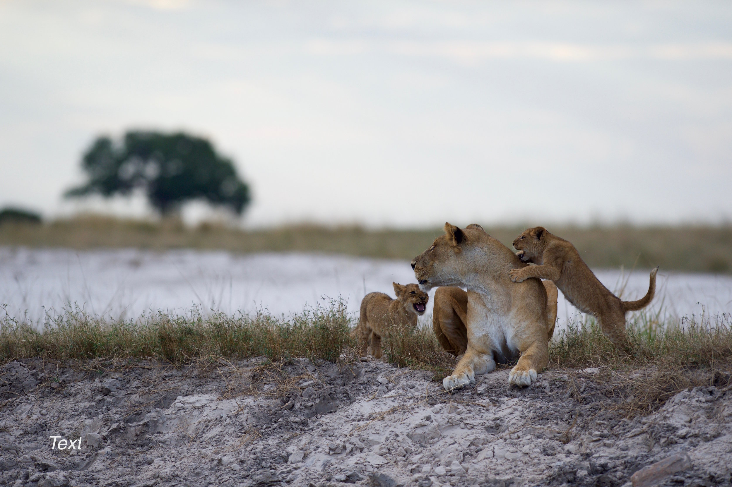 Chobe Game Lodge Lions14.jpg