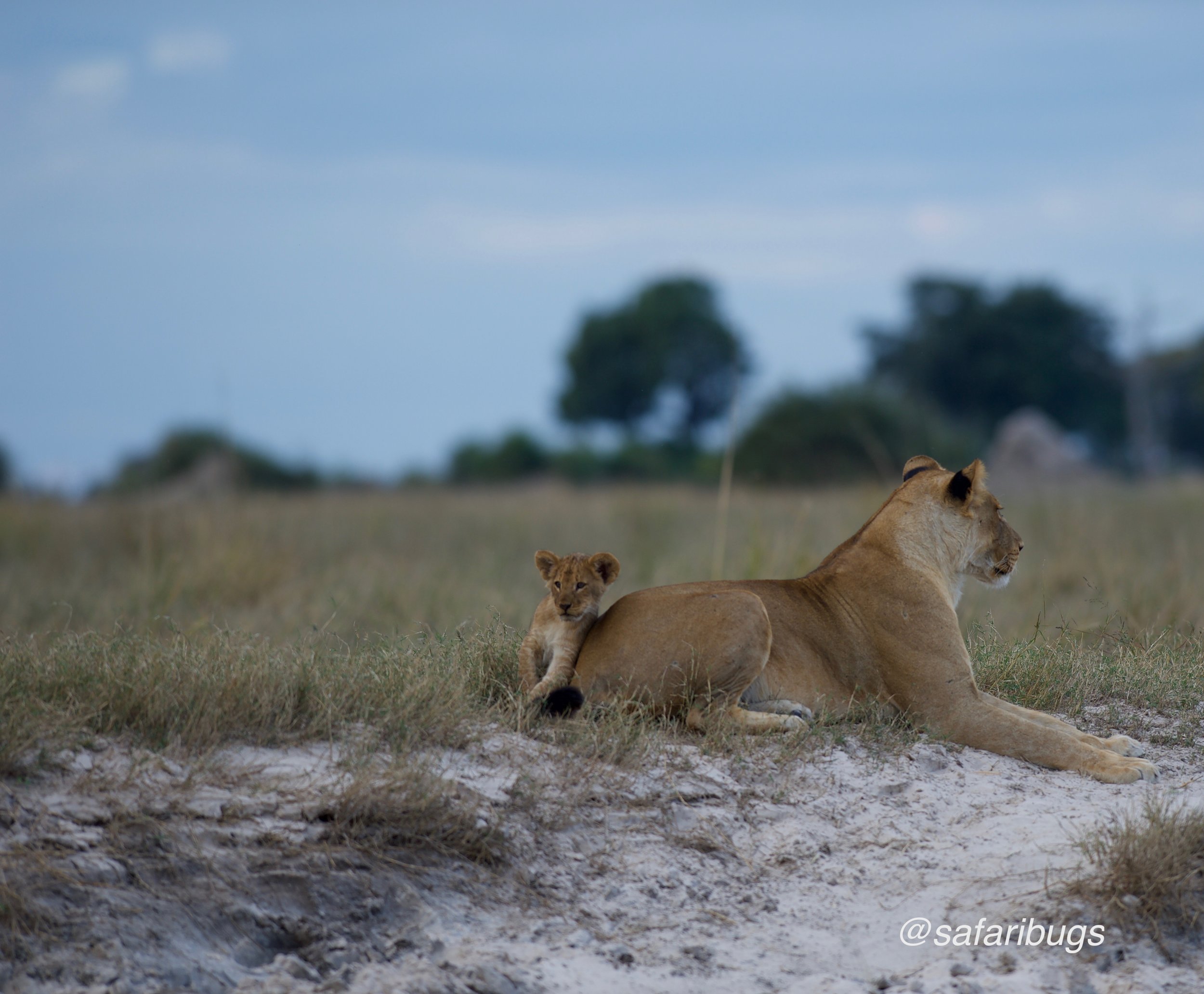 Chobe Game Lodge Lions 16.jpg