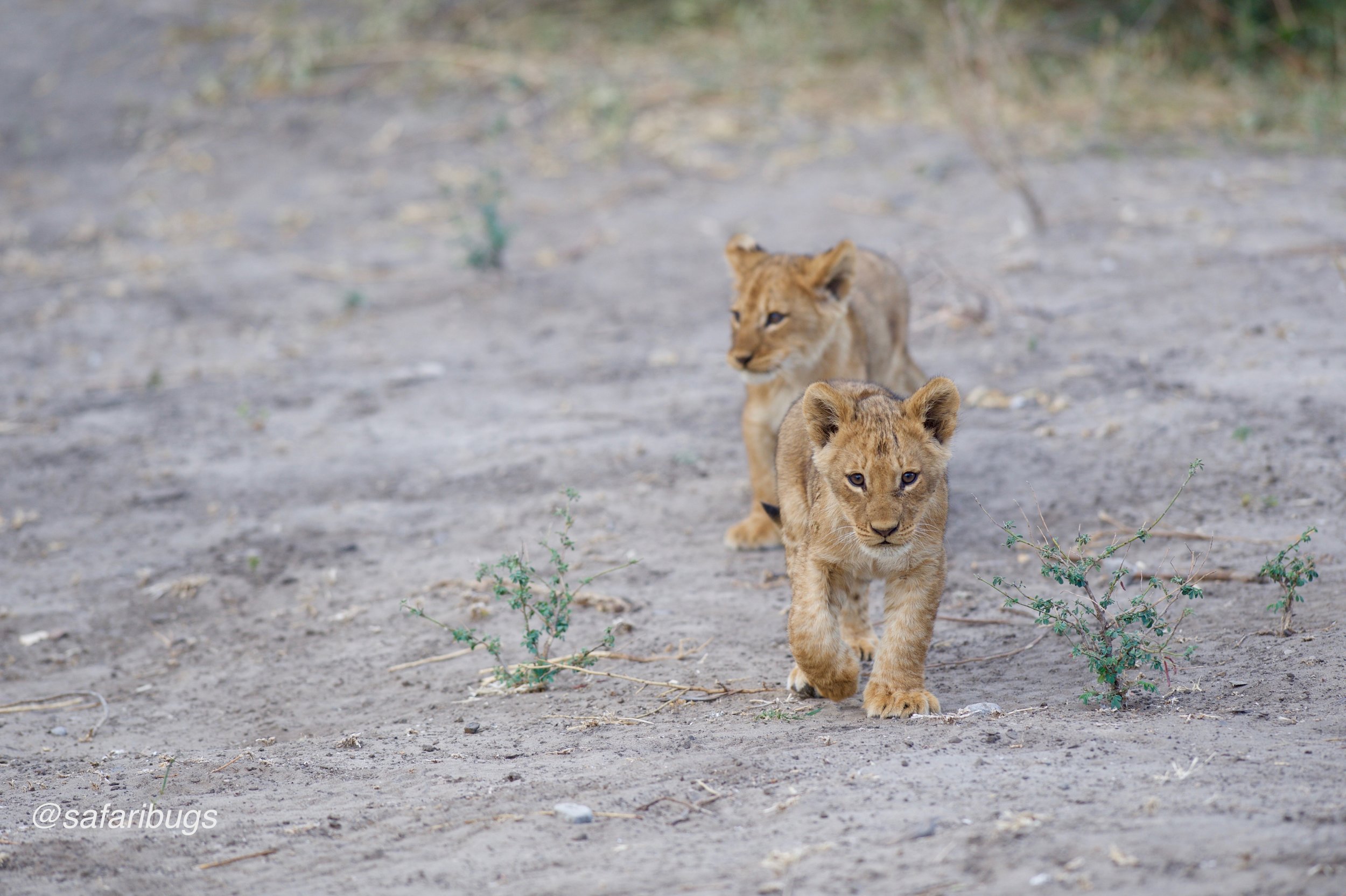 Chobe Game Lodge 19.jpg