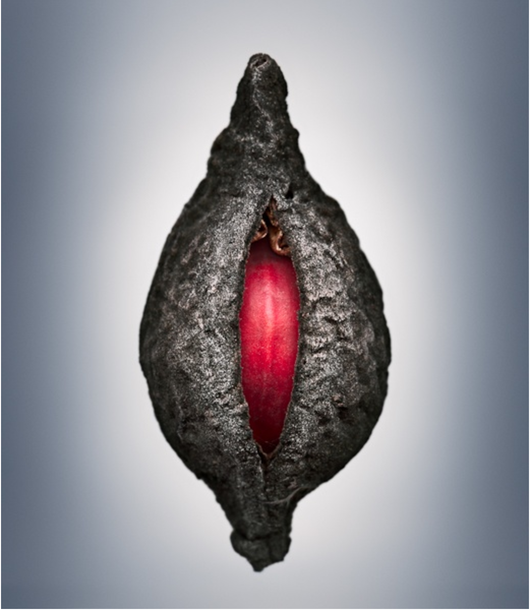 Tepavcevic, Svjetlana. Means of Reproduction no 2011.