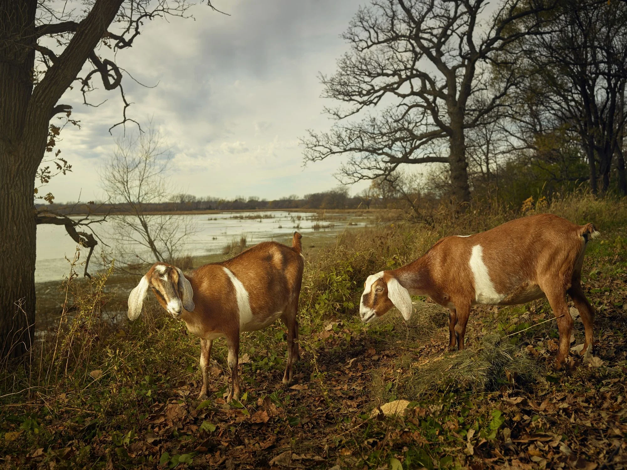 From the series “Out to Pasture”. R. J. Kern