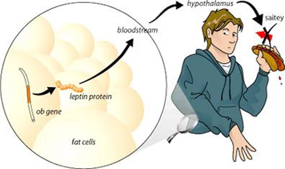 LEPTIN: The "Master Hormone" of Body Fat Regulation