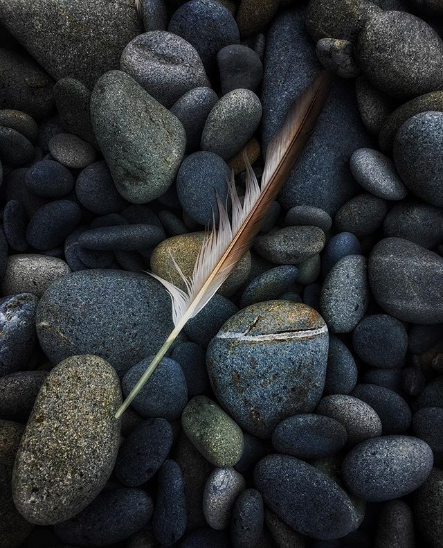 Found this pair on Ruby Beach.
#pnw #pnwonderland #pnwphotographer #olympicnationalpark #iphonese