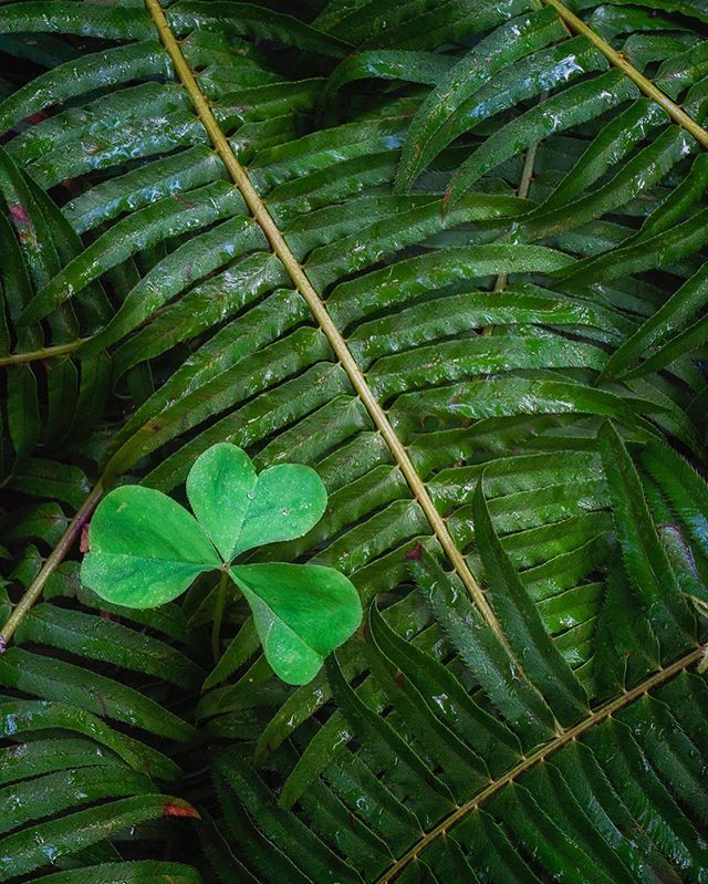 Sprouts and ferns, Hoh Rainforest
#macro #pnw #hohrainforest #olympicnationalpark #olympicpeninsula