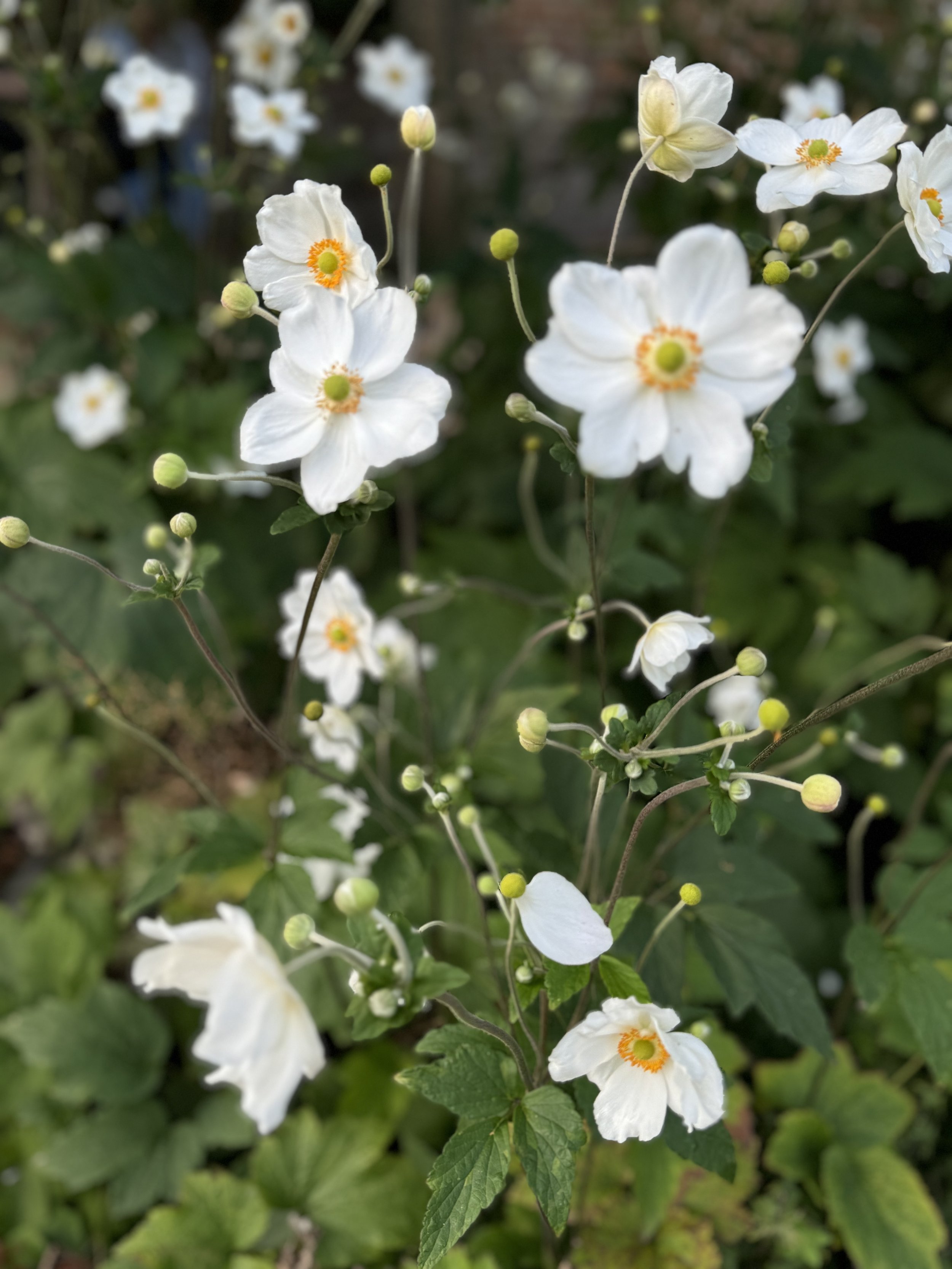 IMG_1959.jpeg