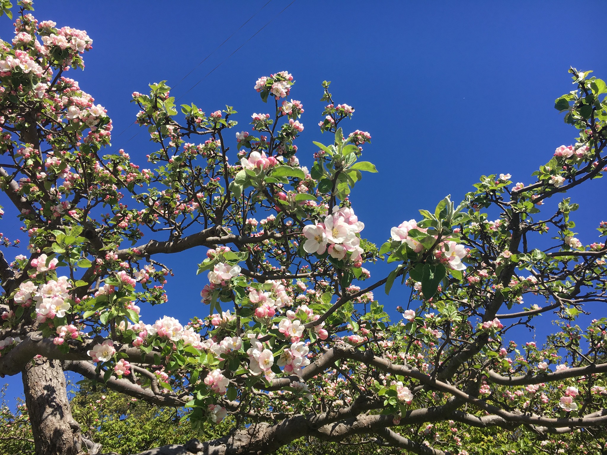 äppelblommor.jpg