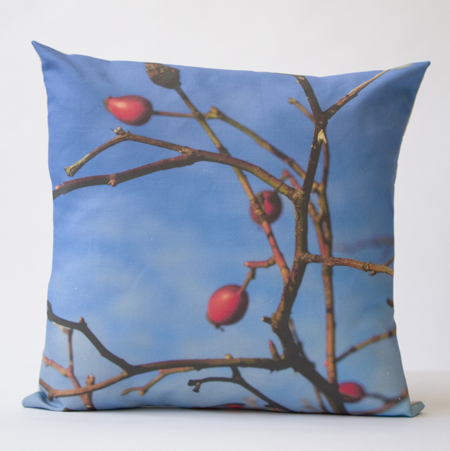Rose Hips - White Background.jpg