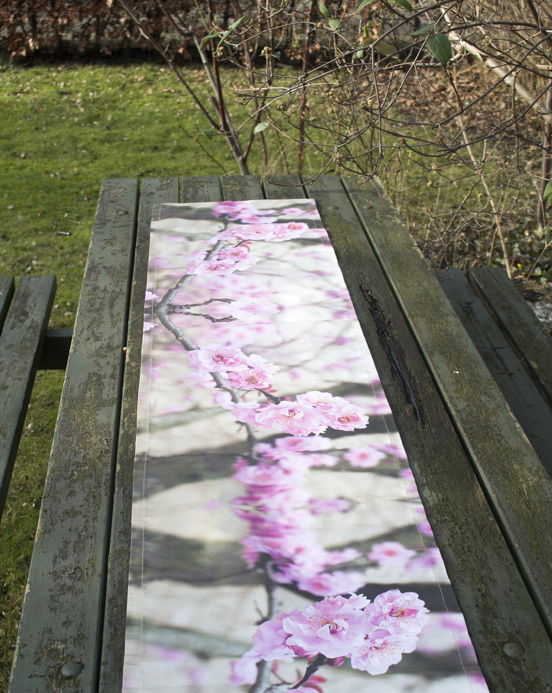 cherry blossoms asmussens alle.jpg