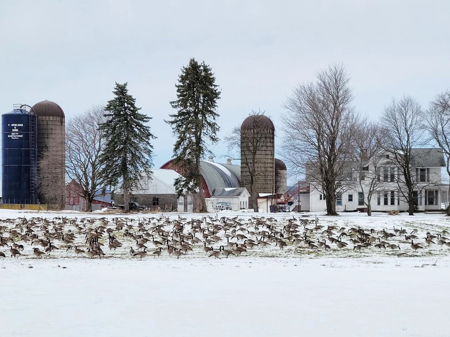 Green Meadow Lawn Care Ellington Connecticut