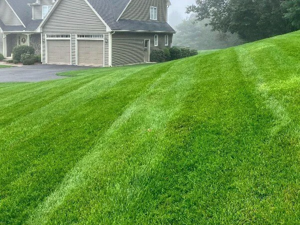 Stunning Green Meadow Lawn Care Images