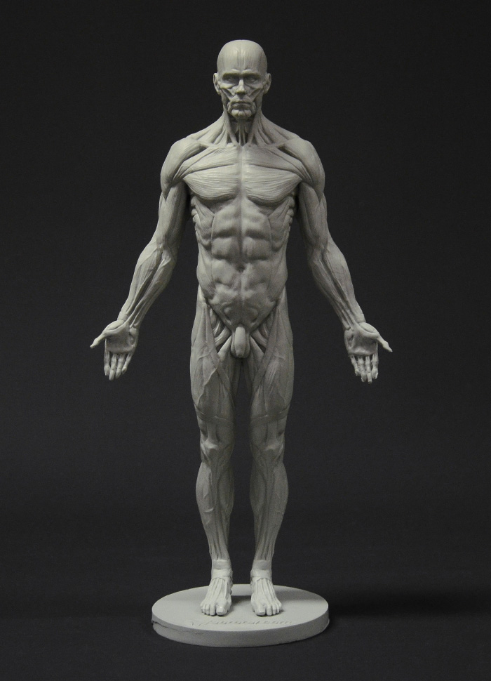 SCALE - HUMAN FIGURE AND ANATOMY