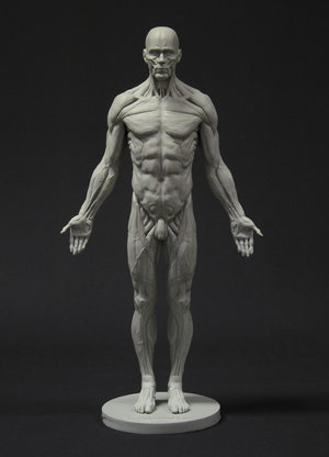 Anatomy Figures for Character Designers