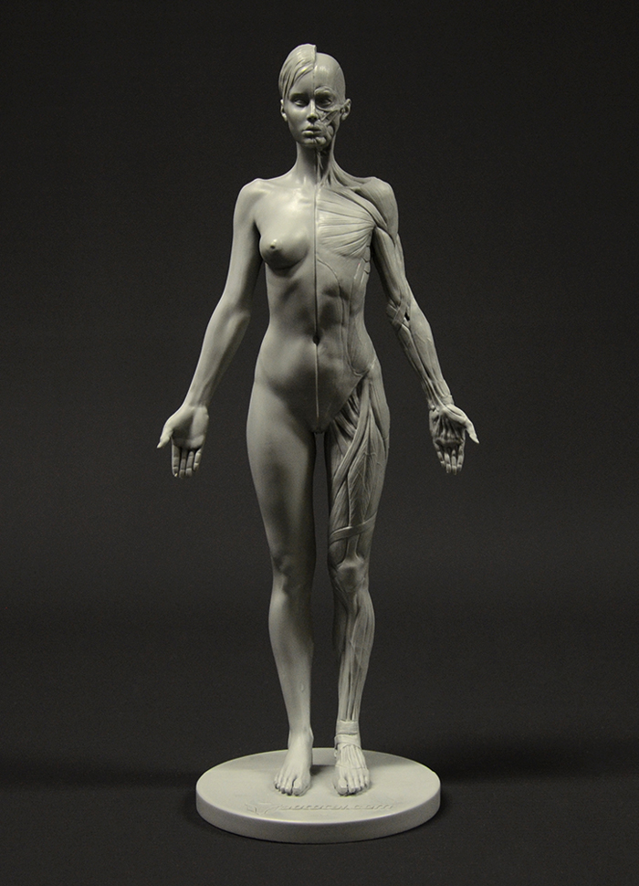 Drawing Figures for Artist 11inch Human Body Musculoskeletal Anatomical Model Kun Painting Sculpture Teaching Reference Tools Female