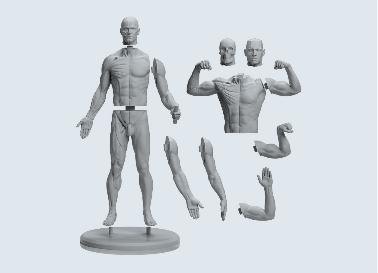 Featured image of post View 22 Male Anatomy Artist Reference