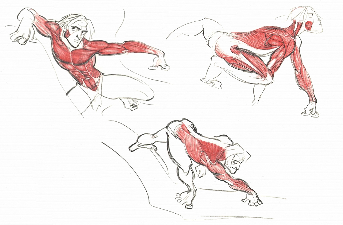 Anantomy.jpg