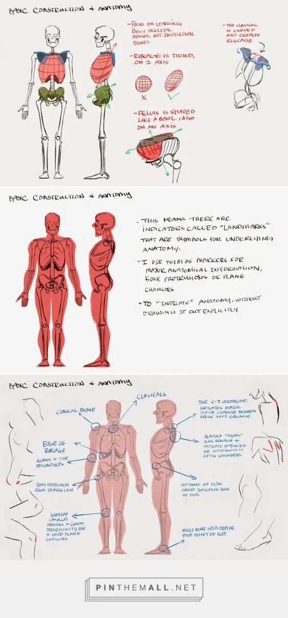 Character Anatomy