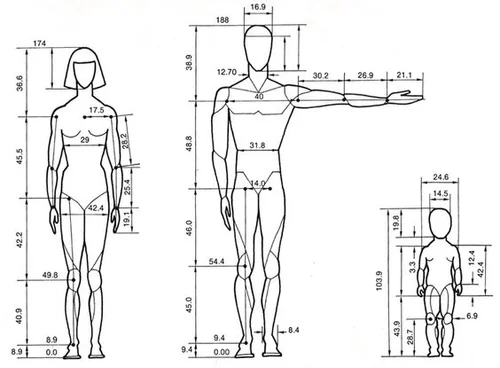 Average Human Body Proportions