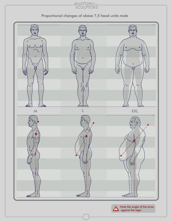 Character Anatomy Male