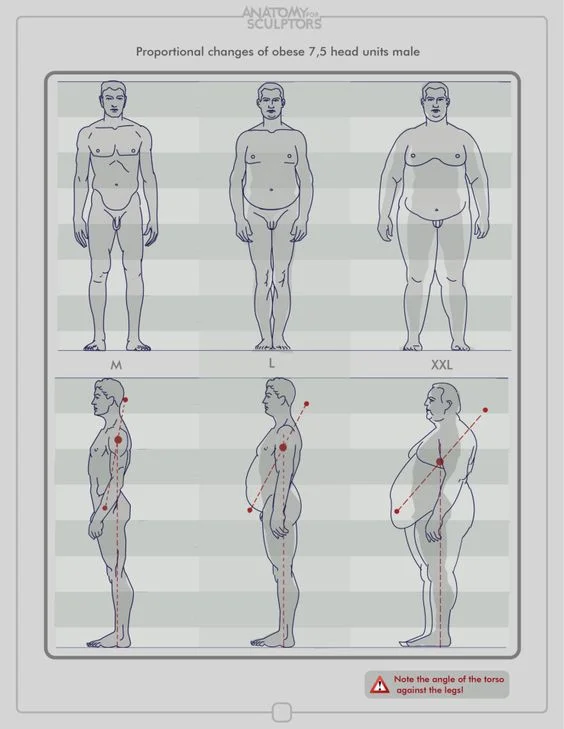 Character Anatomy Male