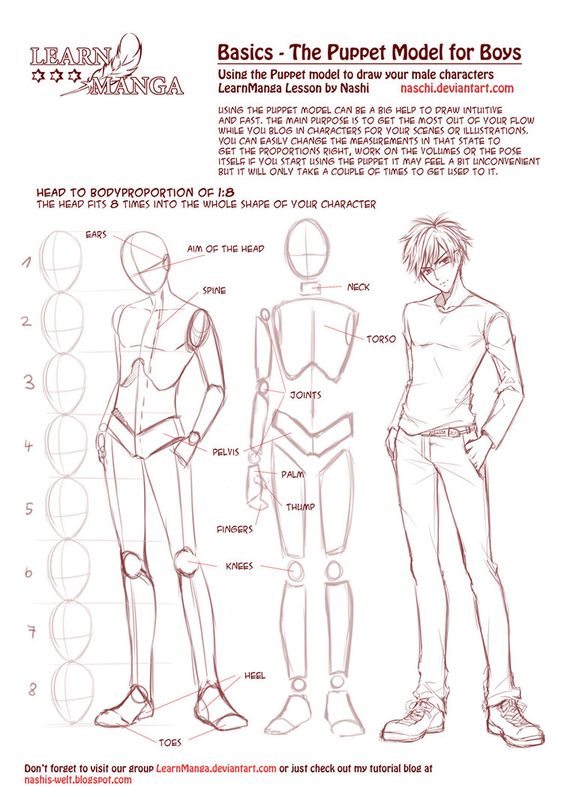 Male Body References | Wiki | ✐Drawing✎ Amino