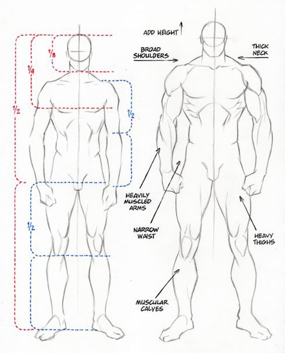 How to draw MALE anatomy  YouTube