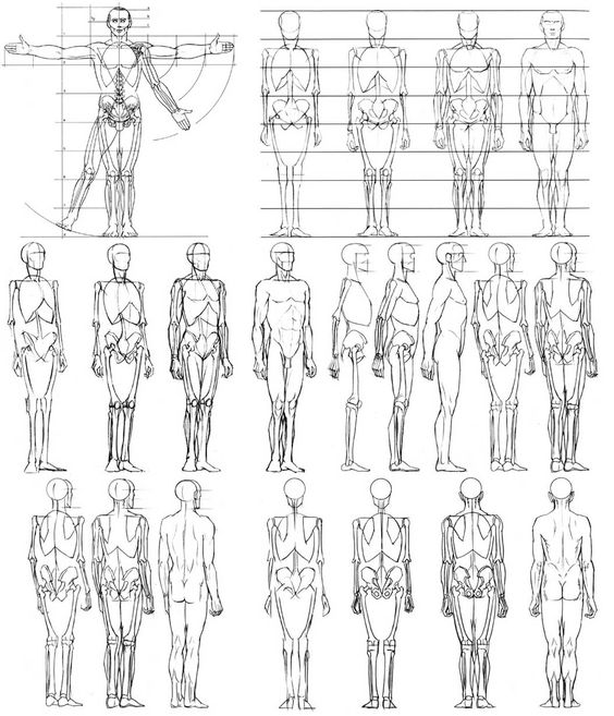 Male and female torso references