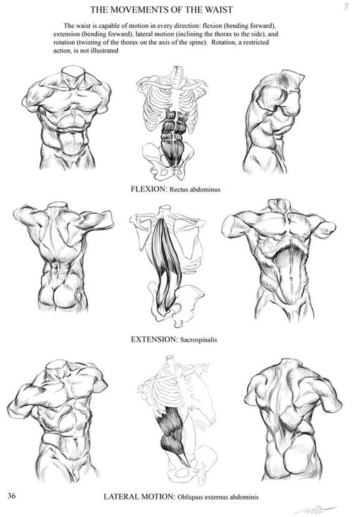 Featured image of post Male Arm Reference Photo 3d muscular male torso and arm reference