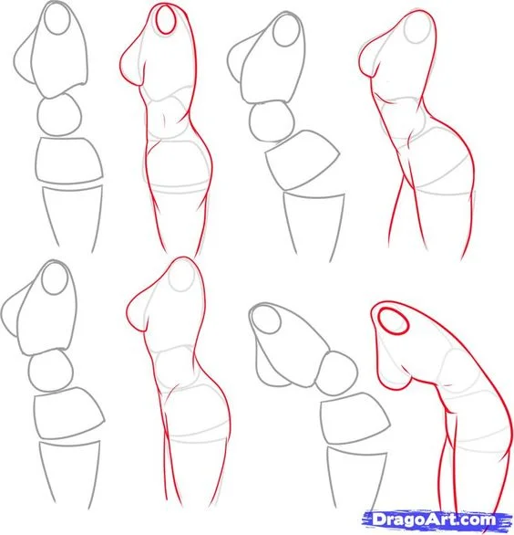 Character Anatomy | Female