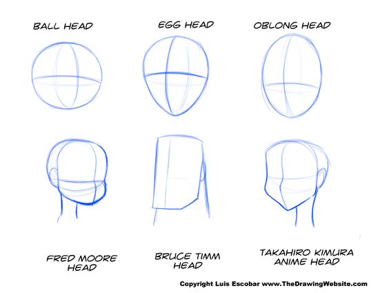 Muscles Of The Face / Head - Anatomy For Artists (Study Session) - YouTube