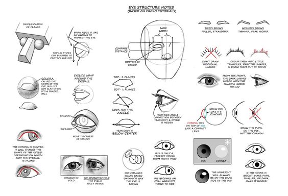 Human Eye Diagram Photos and Images | Shutterstock