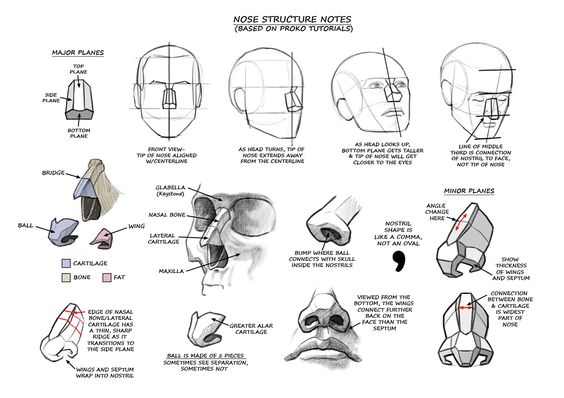 Nose Drawing Part 1  Advanced Anatomy for Artists  YouTube
