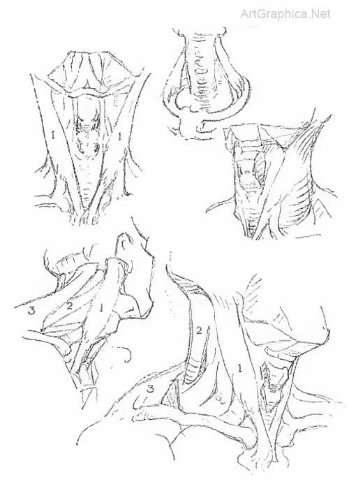 Character Anatomy Neck