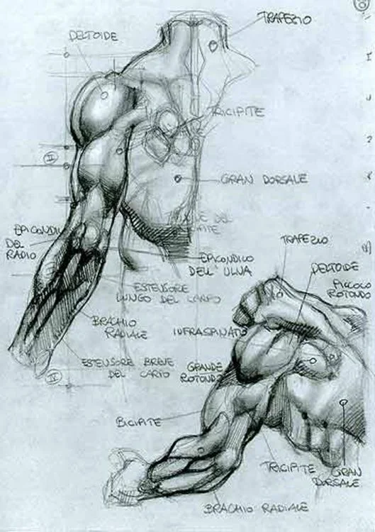 Character Anatomy Shoulders