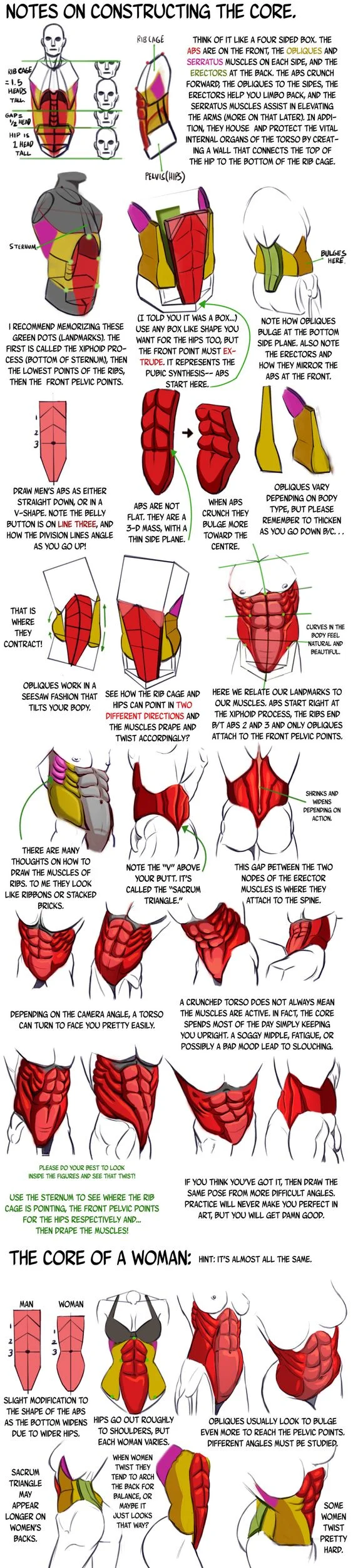 Character Anatomy | Torso